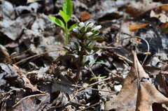 Obolaria virginica