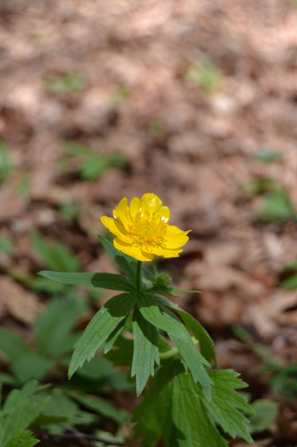 Ranunculus carpaticus