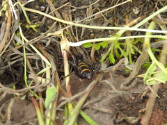 Monticomorpha flavolimbata