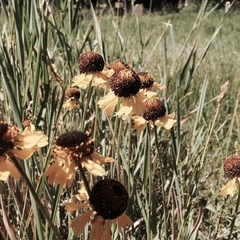 Helenium bigelovii