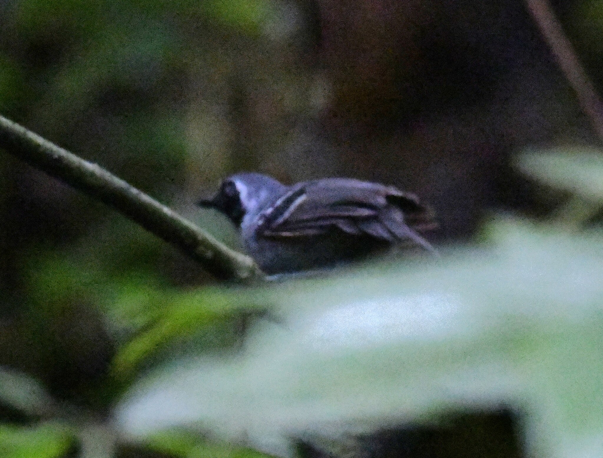 Black-faced Antbird (Myrmoborus myotherinus), photo 7