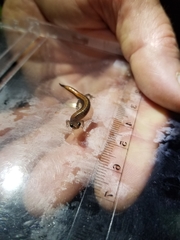 Plethodon websteri