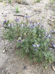 Lupinus concinnus