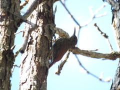 Lepidocolaptes affinis