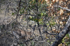 Odocoileus virginianus carminis