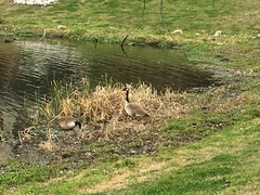 Branta canadensis