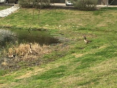 Branta canadensis
