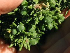 Juniperus arizonica
