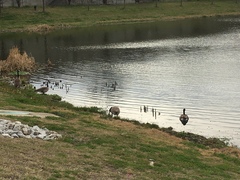 Branta canadensis