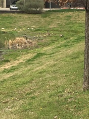 Branta canadensis
