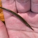 Loungsnouted Pipefish - Photo (c) Aiman Azmi, some rights reserved (CC BY-NC-SA), uploaded by Aiman Azmi