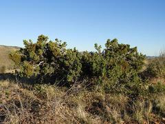 Juniperus arizonica