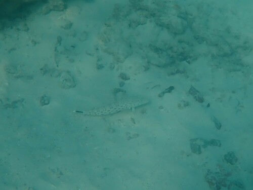 Spotted Sandperch (Parapercis hexophtalma)