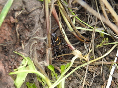 Monticomorpha flavolimbata