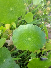 Hydrocotyle umbellata image