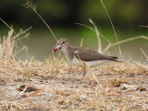 Common Sandpiper (Actitis hypoleucos)