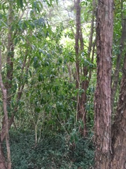 Melicytus ramiflorus ramiflorus