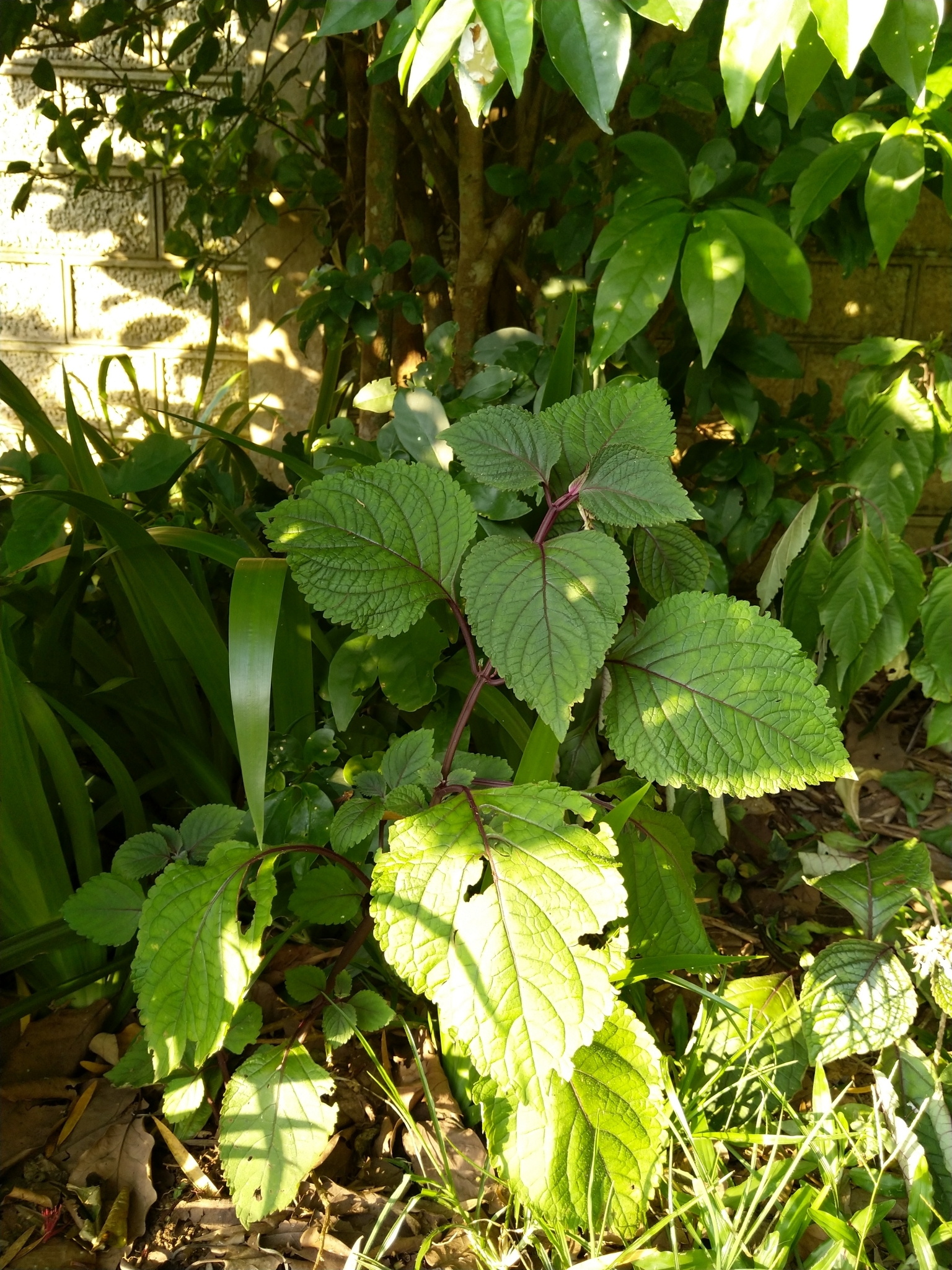 Imagem de Boldo-gambá