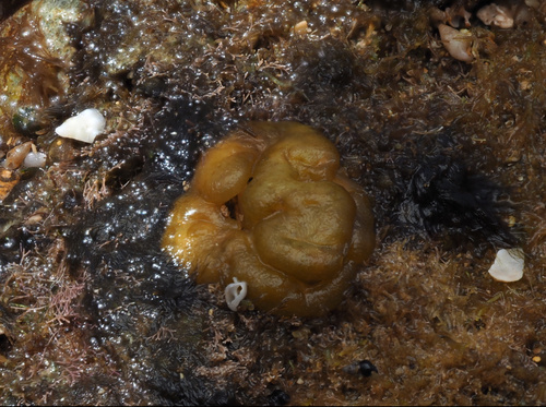 Colpomenia sinuosa observed 2024-02-03