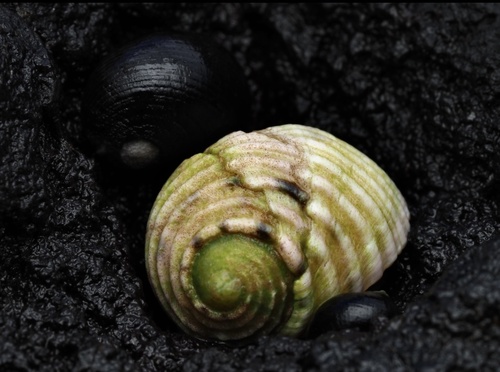 Nerita plicata observed 2024-02-03