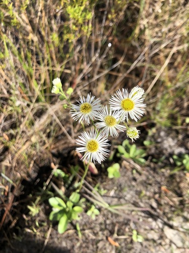 Image of Erigeron vernus by (c) jonsense, some rights reserved (CC BY)