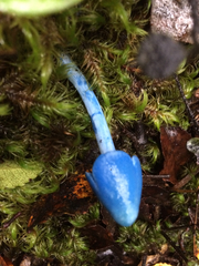Entoloma hochstetteri