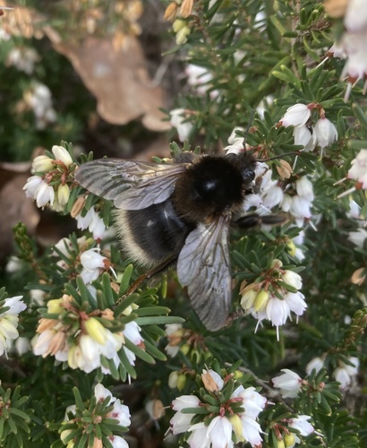Tree bumblebee