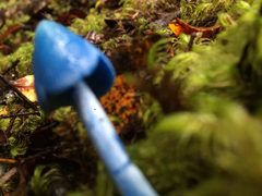 Entoloma hochstetteri