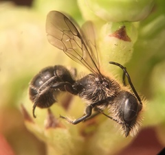 Protosmia rubifloris