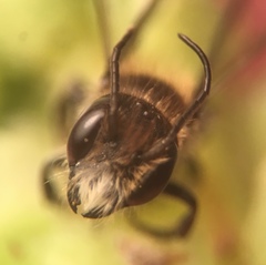 Protosmia rubifloris