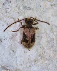 Gynopterus