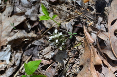 Obolaria virginica
