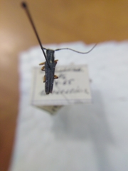 Phytoecia icterica