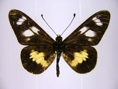 Acraea ntebiae