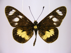 Acraea ntebiae