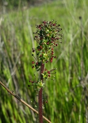 Acaena pinnatifida californica