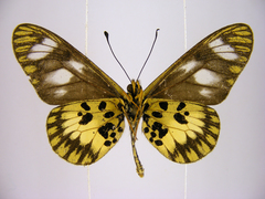 Acraea ntebiae