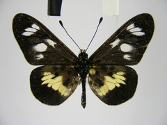 Acraea ntebiae
