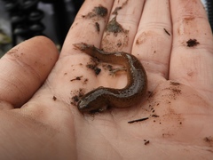 Pseudotriton ruber schencki