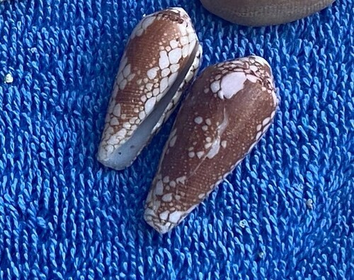 Conus magnificus observed 2022-12-07