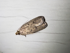 Psilocorsis reflexella