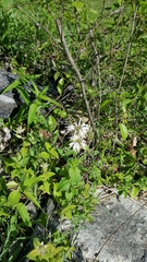 Monarda bradburiana