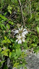 Monarda bradburiana
