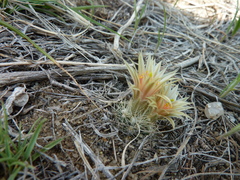Escobaria missouriensis