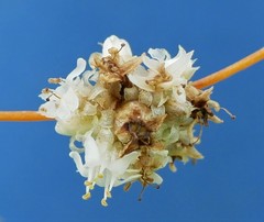 Cuscuta glomerata