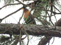 Turdus rufitorques