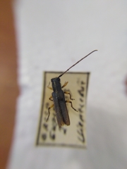 Phytoecia icterica