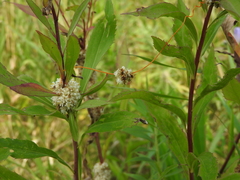 Cuscuta glomerata