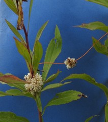Cuscuta glomerata
