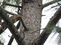 Turdus rufitorques